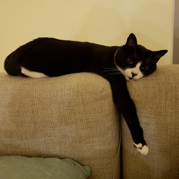 Meet your Posher, Coco - Picture 1 of 1